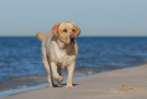 Dog on the beach von Waldek Dabrowski