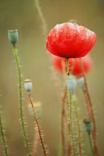 Poppy  von Katia Boitsova