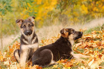 German shepherd dog puppies by Waldek Dabrowski
