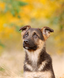 German shepherd dog puppy von Waldek Dabrowski