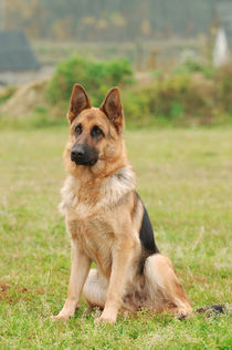 German shepherd dog by Waldek Dabrowski