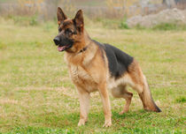 German shepherd dog von Waldek Dabrowski