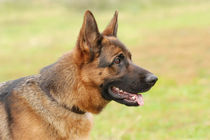 German shepherd dog by Waldek Dabrowski