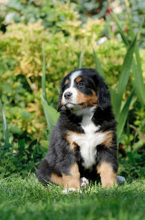 Bernese Mountain Dog puppy portrait by Waldek Dabrowski