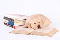 Sleeping labrador puppy with books von Waldek Dabrowski
