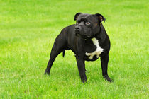 American Staffordshire Terrier portrait  by Waldek Dabrowski