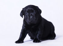 Little Labrador puppy portrait by Waldek Dabrowski