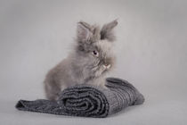 Rabbit at grey background von Waldek Dabrowski