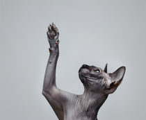 Canadian sphynx cat von Waldek Dabrowski