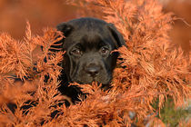 Autumn puppy von Waldek Dabrowski