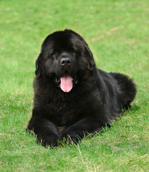 Newfoundland dog portrait  by Waldek Dabrowski