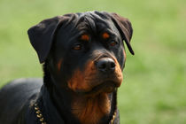 Rottweiler portrait by Waldek Dabrowski