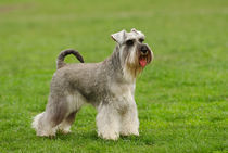 Schnauzer portrait in lawn by Waldek Dabrowski