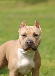 American Staffordshire terrier Amstaff dog portrait by Waldek Dabrowski