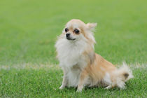 Chihuahua longhaired dog portrait by Waldek Dabrowski