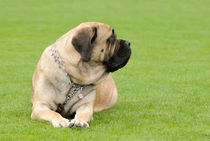 English Mastiff  von Waldek Dabrowski