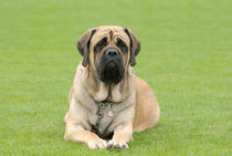 English Mastiff  by Waldek Dabrowski