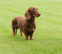 Dachshund dog  von Waldek Dabrowski