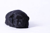 Lab puppy by Waldek Dabrowski