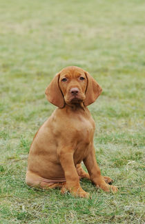 Hungarian Vizsla dog puppy by Waldek Dabrowski