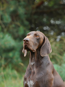 German shorthaired pointer by Waldek Dabrowski