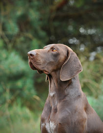 German shorthaired pointer by Waldek Dabrowski