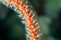 Whip coral