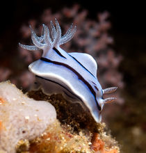 Chromodoris von Konstantin Novikov