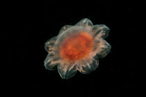 Lion's mane jellyfish