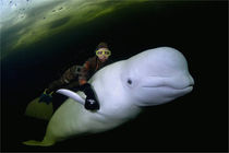 Freediver and white whale under the ice