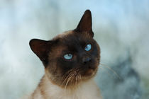 Siamese cat von Waldek Dabrowski