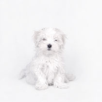 Maltese dog puppy  von Waldek Dabrowski