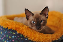 Siamese cat by Waldek Dabrowski