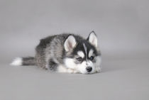 Husky puppy by Waldek Dabrowski