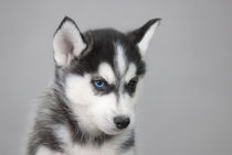 Husky puppy by Waldek Dabrowski