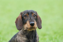 Wire-haired dachshund dog  by Waldek Dabrowski