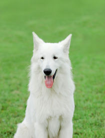 White Swiss Shepherd Dog by Waldek Dabrowski