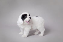 Little Landseer puppy portrait by Waldek Dabrowski