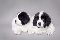 Two little Landseer puppies portrait von Waldek Dabrowski
