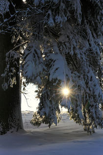 Wald im Winter by Wolfgang Dufner