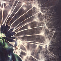 Dandelion 5 von Falko Follert