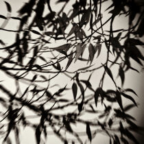Leaves by Jaromir Hron