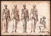 5 skeletons von Mark Strozier