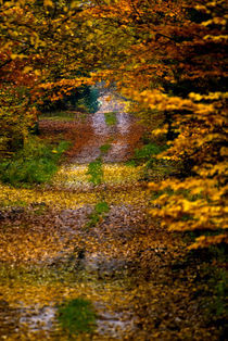 Colorful forest path by holka