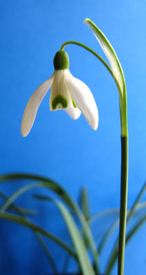 Snowdrop by Linda More