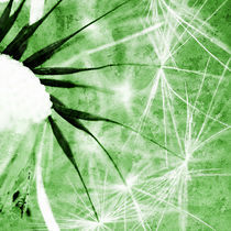 Pusteblume Poster 2012 2 by Falko Follert