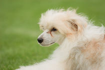 Chinese crested dog by Waldek Dabrowski