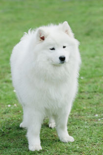 Samoyed dog von Waldek Dabrowski