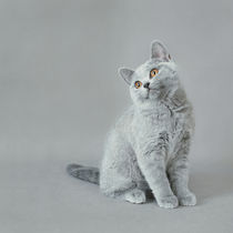 British shorthair kitten von Waldek Dabrowski