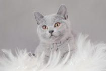 British shorthair kitten von Waldek Dabrowski